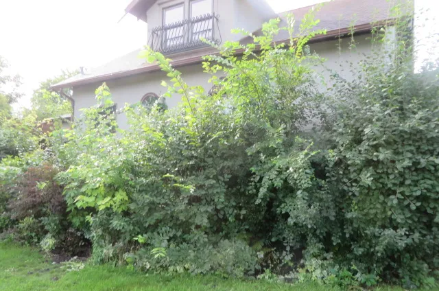 Before: Dense brush grown up against the side of a stucco house