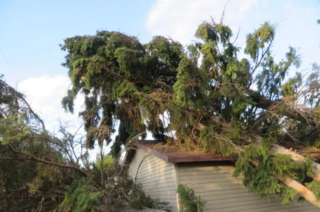 Before: A large evergreen blown down across a garage roof